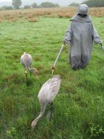 Out foraging with mum - Sep 2010
